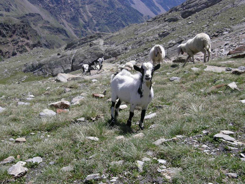 Tra un cervo e uno stambecco: pecore, capre e caproni.